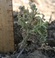 Chaenactis douglasii