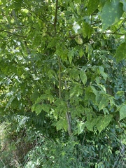 Celtis occidentalis