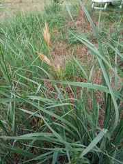 Bromus catharticus