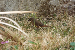 Troglodytes aedon