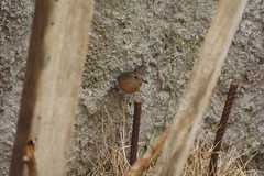 Troglodytes aedon