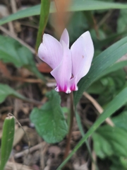 Cyclamen hederifolium