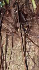 Deinacrida heteracantha