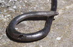 Anguis fragilis