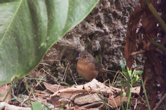 Troglodytes aedon