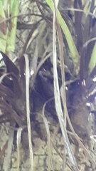 Deinacrida heteracantha