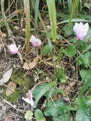 Cyclamen hederifolium
