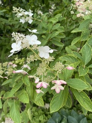 Hydrangea paniculata