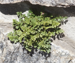 Asplenium ruta-muraria