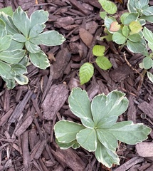 Pachysandra terminalis