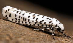 Yponomeuta strigillatus