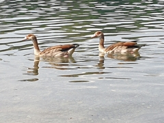 Alopochen aegyptiaca