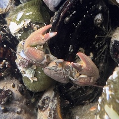 Petrolisthes cinctipes