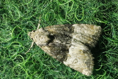 Mesoligia furuncula