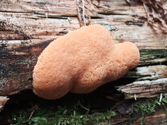 Tubifera ferruginosa