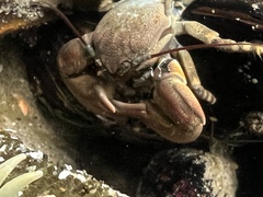 Petrolisthes cinctipes