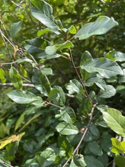 Frangula alnus