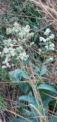 Lepidium latifolium