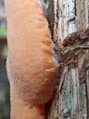 Tubifera ferruginosa