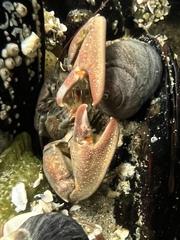 Petrolisthes cinctipes