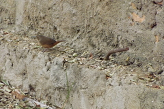Troglodytes aedon