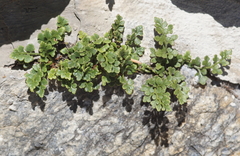 Asplenium ruta-muraria