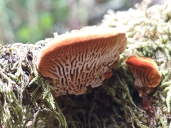 Gloeophyllum sepiarium