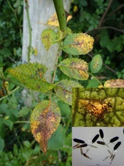 Phragmidium tuberculatum