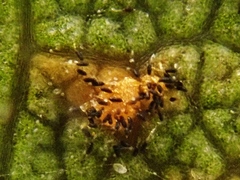 Phragmidium tuberculatum