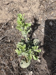 Heterotheca grandiflora
