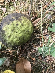 Juglans