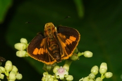 Taractrocera ceramas