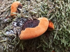 Gloeophyllum sepiarium