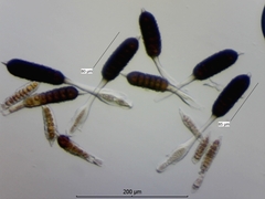 Phragmidium tuberculatum