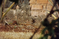 Troglodytes aedon