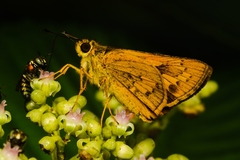 Taractrocera ceramas