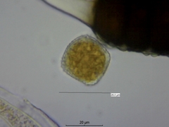 Phragmidium tuberculatum