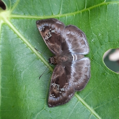 Quadrus cerialis