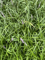 Liriope