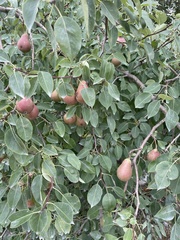 Pyrus communis