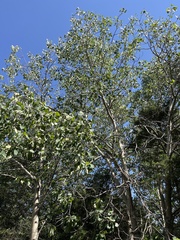 Populus grandidentata