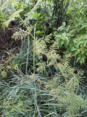 Desmanthus illinoensis