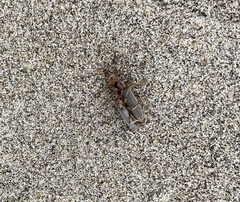Copidita quadrimaculata