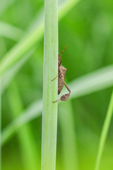 Leptoglossus phyllopus