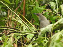 Coccyzus longirostris