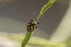 Murgantia histrionica
