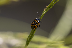 Murgantia histrionica
