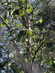 Populus grandidentata