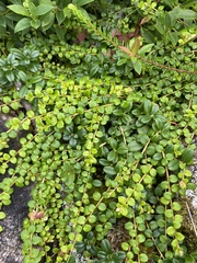 Gaultheria hispidula