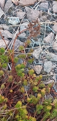 Petrosedum rupestre